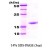 SDS-Page: Hsp70 Protein [NBC1-18360] - Dna K, 14.6kDa (132aa) with a purity of 95% by SDS - PAGE